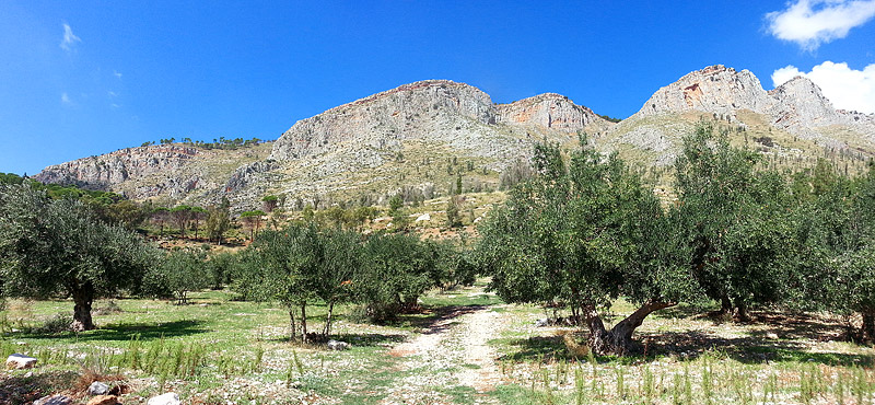 Monte Inici seen from the road with an olive grove in the foreground.