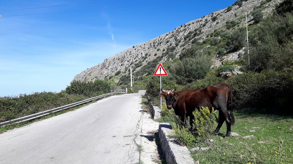 Don't be surprised to find cows on or near the road